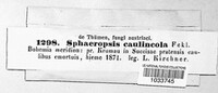 Image of Sphaeropsis caulincola